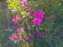 Rhododendron simsii