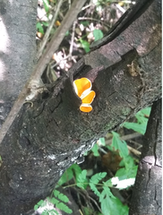 Leotiomycetes