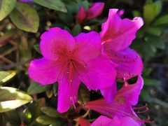 Rhododendron simsii