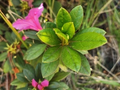 Rhododendron simsii