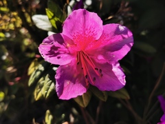 Rhododendron simsii