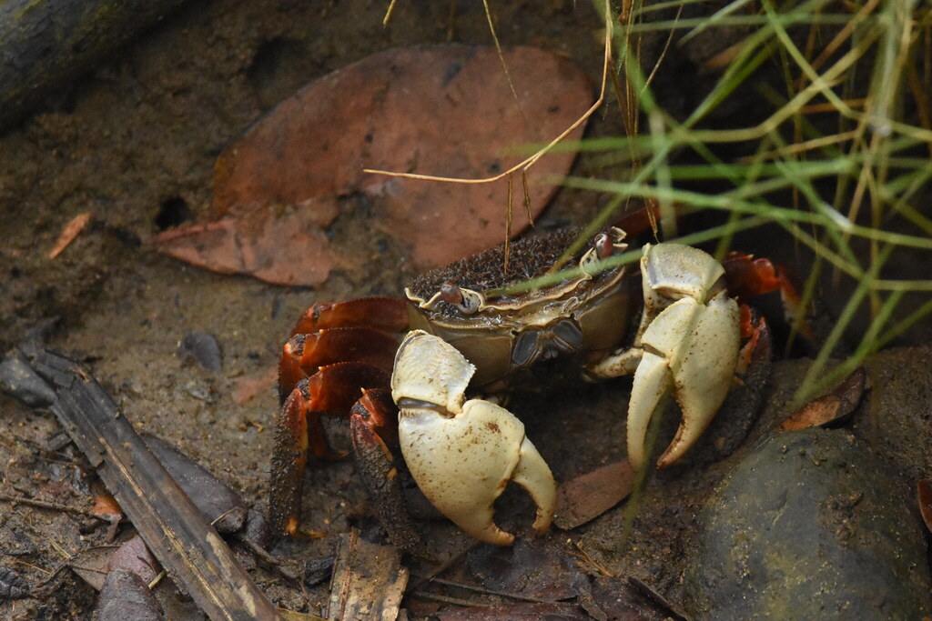 Neosarmatium rotundifrons