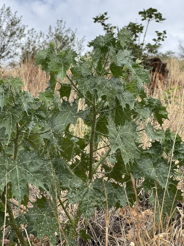 Mala mujer (Cnidoscolus angustidens)
