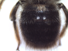 Xylocopa cantabrita