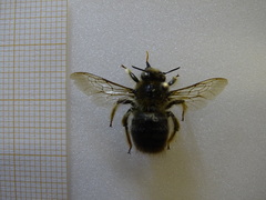 Xylocopa cantabrita