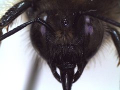 Xylocopa cantabrita