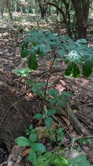 Dracontium soconuscum