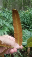 Acrostichum speciosum