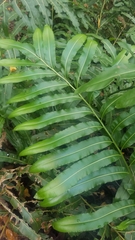 Acrostichum speciosum