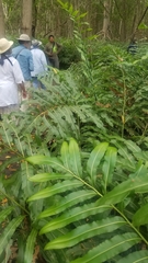Acrostichum speciosum