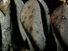 Erysiphe palczewskii