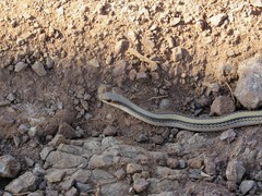 Salvadora deserticola