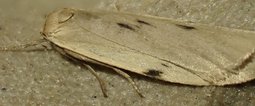 Dotted Footman, Wooldse Veen, Winterswijk Woold, Gelderland, NL, photo 10 of 10