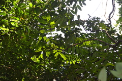 Image of Tachigali panamensis