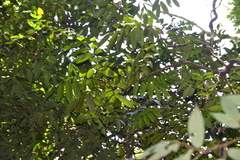 Tachigali panamensis