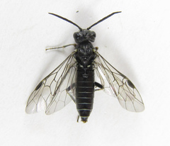 Dolerus genucinctus