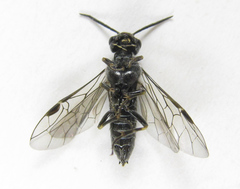 Dolerus genucinctus
