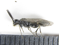 Dolerus genucinctus