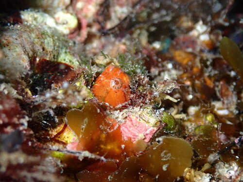 Twohorn blenny (Protemblemaria bicirrus) — Chaenopsidae — 3