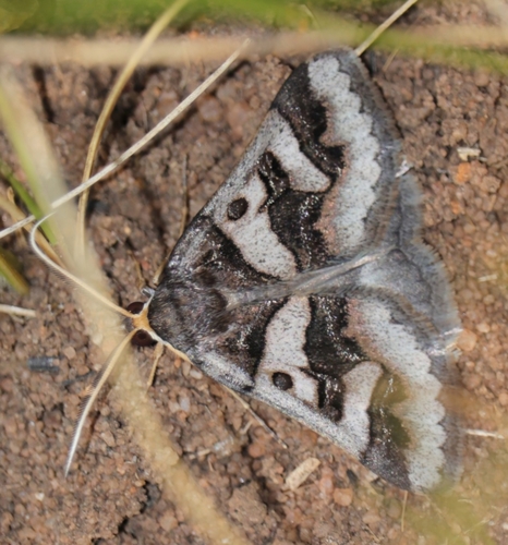 Cerocala contraria