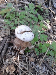 Myriostoma coliforme