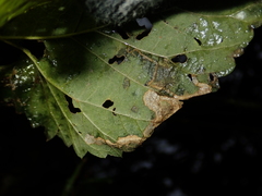 Agromyza flaviceps