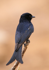 Dicrurus adsimilis fugax