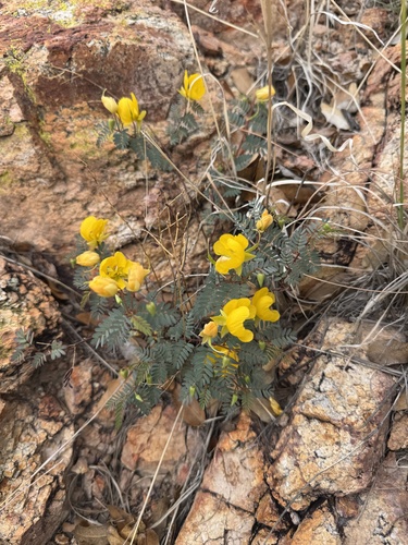 Chamaecrista serpens, photograph 2