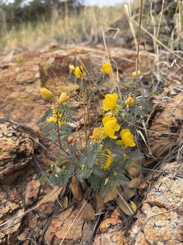 Chamaecrista serpens, photograph 1