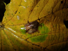 Phyllonorycter joannisi