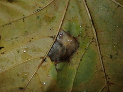 Phyllonorycter joannisi