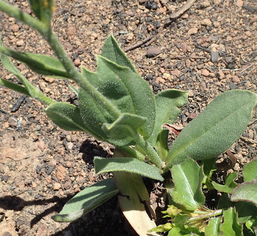 Image of Cynoglossum hispidum by (c) Nicola van Berkel, some rights reserved (CC BY-SA)