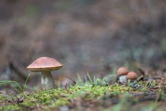 Leccinum vulpinum
