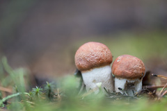 Leccinum vulpinum