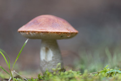 Leccinum vulpinum