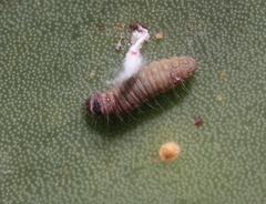 Laetilia dilatifasciella