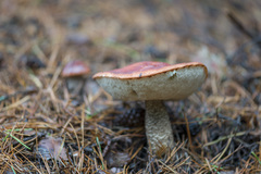 Leccinum vulpinum