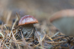 Leccinum vulpinum