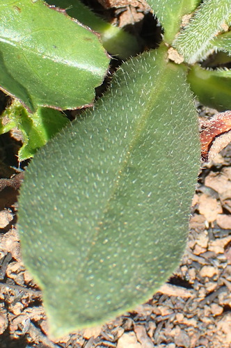 Image of Cynoglossum hispidum by (c) Nicola van Berkel, some rights reserved (CC BY-SA)