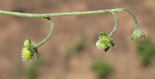 Image of Cynoglossum hispidum by (c) Nicola van Berkel, some rights reserved (CC BY-SA)