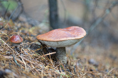 Leccinum vulpinum