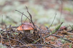 Leccinum vulpinum