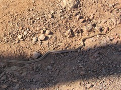 Salvadora deserticola
