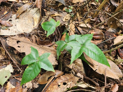 Tectaria christovalensis observed 2025-07-25