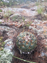 Echinofossulocactus phyllacanthus