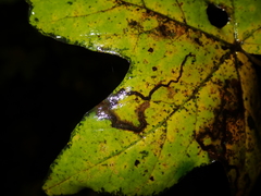 Stigmella aceris