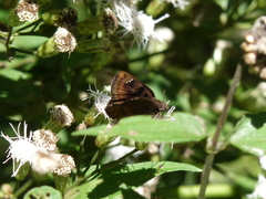 Nisoniades macarius