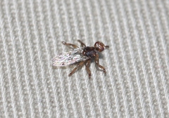 Lipoptena depressa