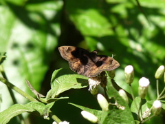 Nisoniades macarius