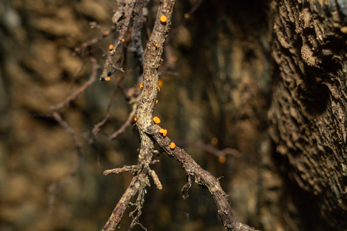 Dicephalospora rufocornea